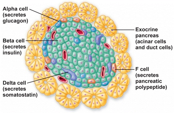 pancreatic beta cell